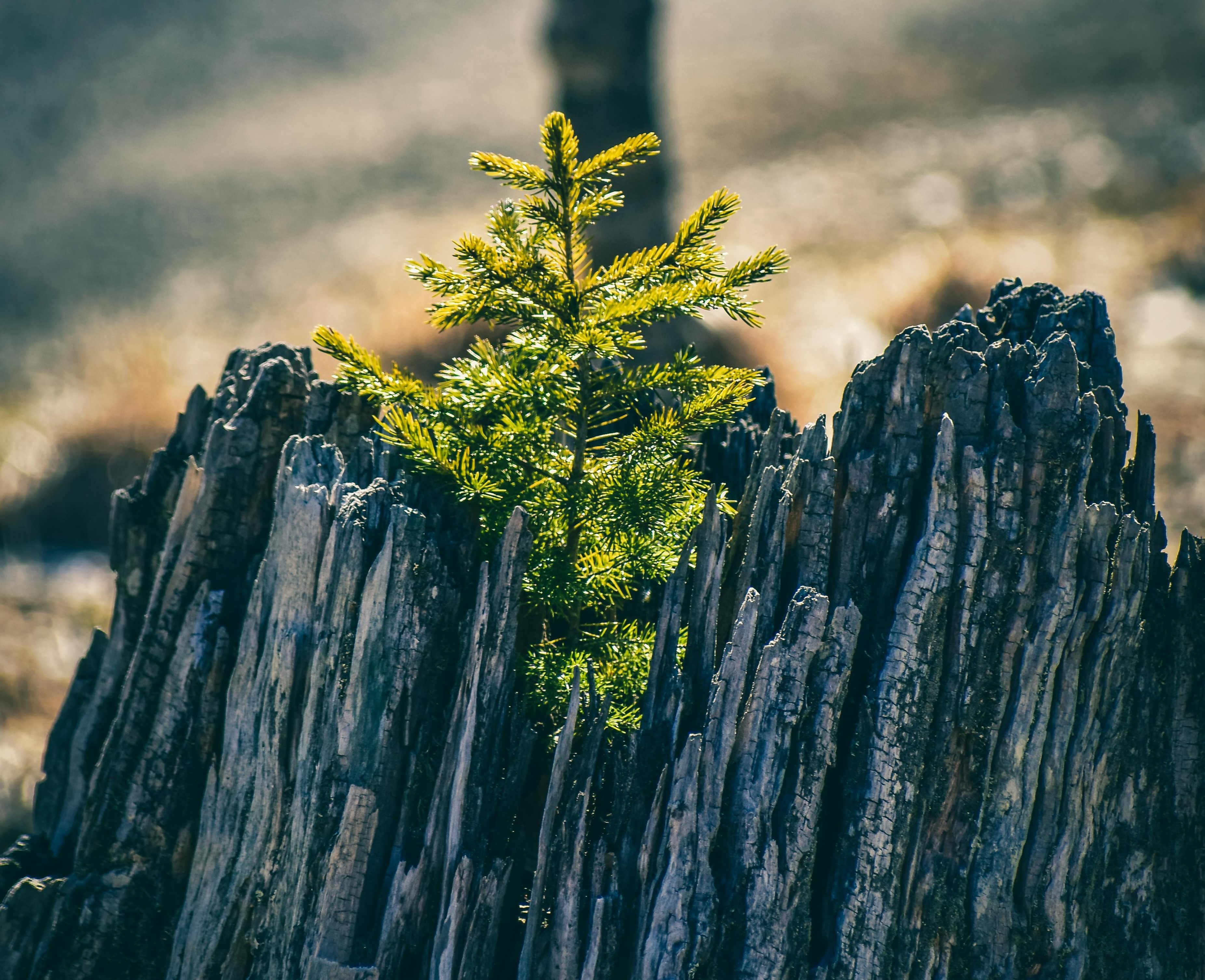 Never waste a crisis: Turning crisis into a catalyst for sustainable growth